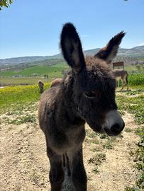 Cuccioli di asino