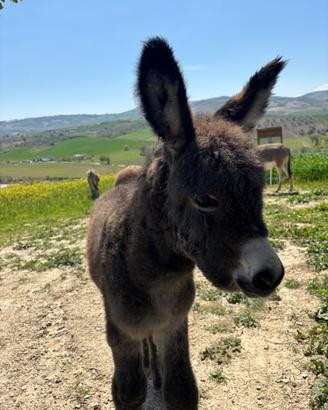 Cuccioli di asino