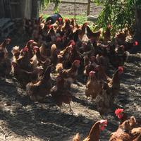 Galline ovaiole rosse