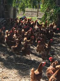 Galline ovaiole rosse