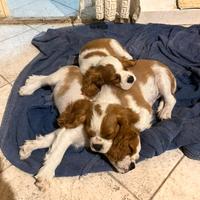 Cane Cucciolo Cavalier King