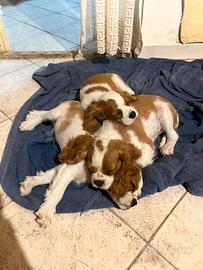 Cane Cucciolo Cavalier King