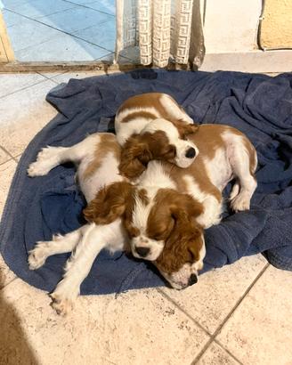 Cane Cucciolo Cavalier King