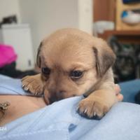 Cucciolo incroccio yorkshire e pechinese