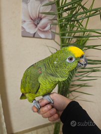 Amazzone fronte gialla