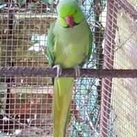 Parrocchetti dal collare
