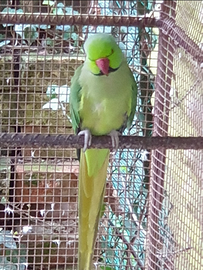 Parrocchetti dal collare