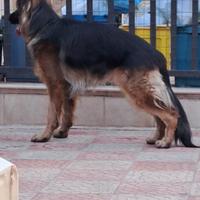 Pastore tedesco a pelo lungo