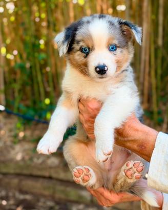 Cuccioli Pastore Australiano - Australian Shepherd
