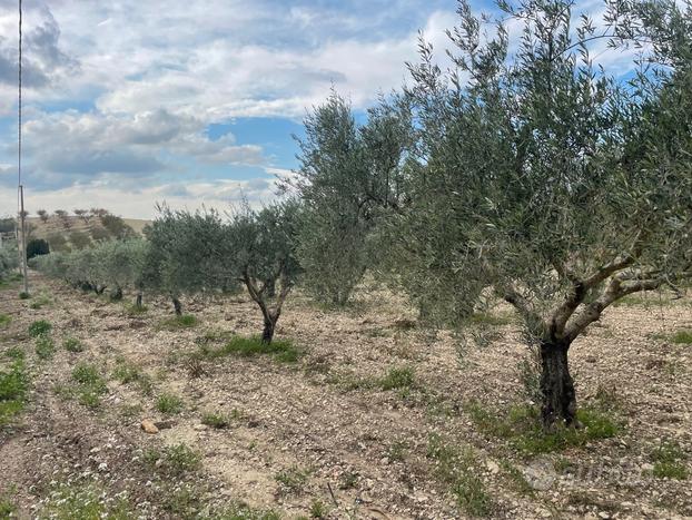 Località C/da Valle a Caltanissetta Terreno