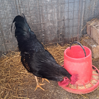 Gallo