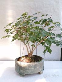 Bonsai acero Campestre 