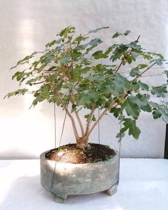 Bonsai acero Campestre 