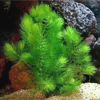 Piante acquatiche per laghetto e acquario, mangimi