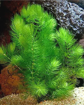 Piante acquatiche per laghetto e acquario, mangimi