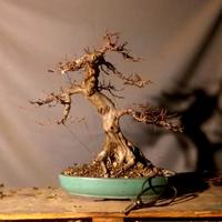 bonsai Carpino Bianco