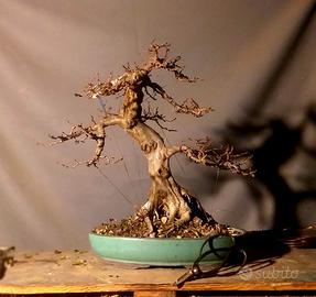 bonsai Carpino Bianco