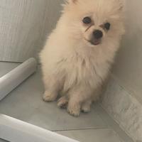 Spitz