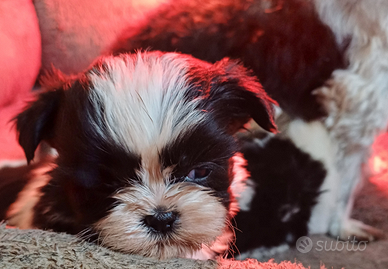 Cucciola Shih-Tzu