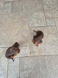 Cuccioli di bassotto tedesco