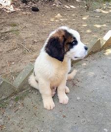 Cucciolo di san Bernardo