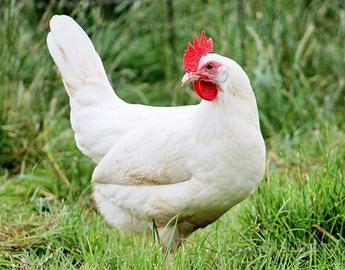 Galline ovaiole