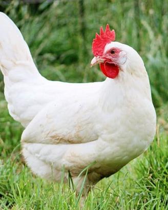 Galline ovaiole