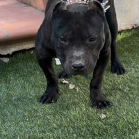 Pitbull adba disponibile alla vendita
