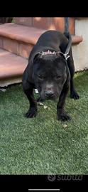 Pitbull adba disponibile alla vendita