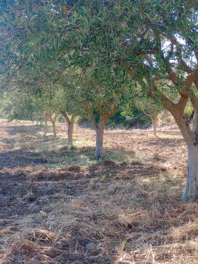 Terreno con ulivi - Vista 2
