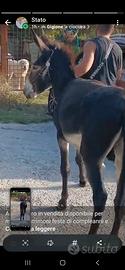 asino intero maschio