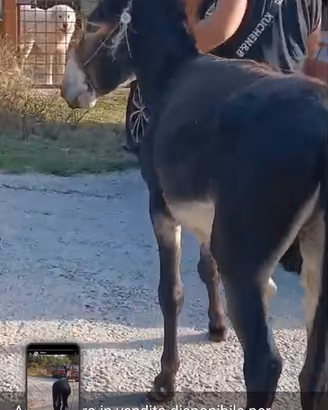 asino intero maschio