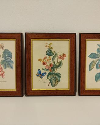 Quadri botanici vintage