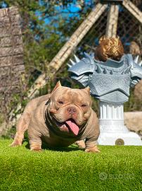 American bully maschio