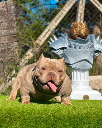 American bully maschio