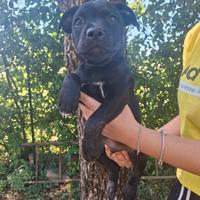Staffordshire bull terrier