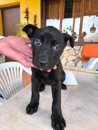 Cuccioli incrociati pitbull/meticcio