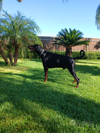 Dobermann per monte con pedegree