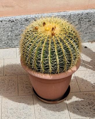 Echinocactus Grusonii Brevispinus