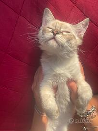 Gatti ragdoll