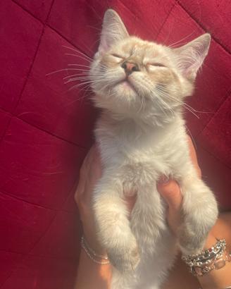 Gatti ragdoll
