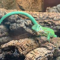 Coppia Gastropholis Prasina