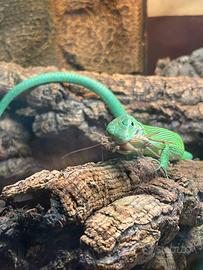 Coppia Gastropholis Prasina