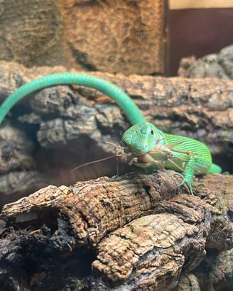 Coppia Lucertole Africane Gastropholis Prasina