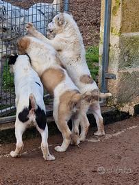 Cuccioli di Pastore dell'Asia Centrale