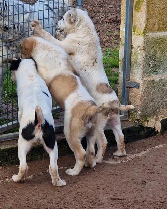Cuccioli di Pastore dell'Asia Centrale