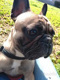 Bulldog francese femmina