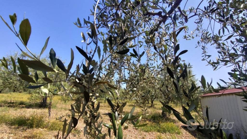 Terreno di 21475 m² a Ortona - Vista 4