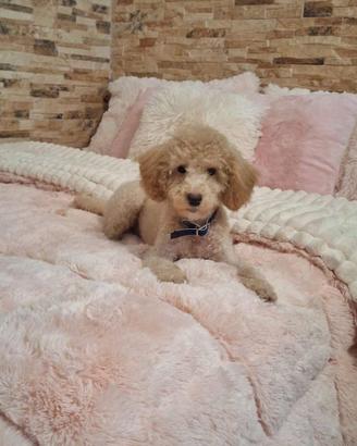 Cane barboncino toy