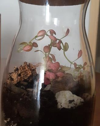 Terrario in vetro